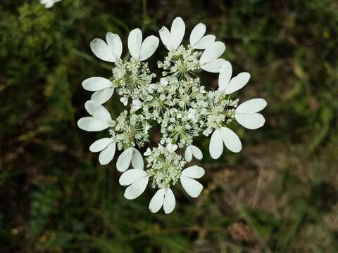 Imagem de Orlaya grandiflora (L.) Hoffm.