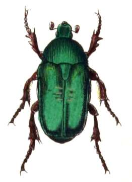 Image of Protaetia (Potosia) cuprea (Fabricius 1775)