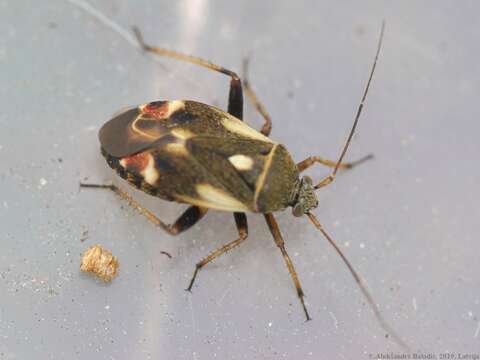 Image of Polymerus unifasciatus (Fabricius 1794)