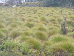 Image of Button Grass