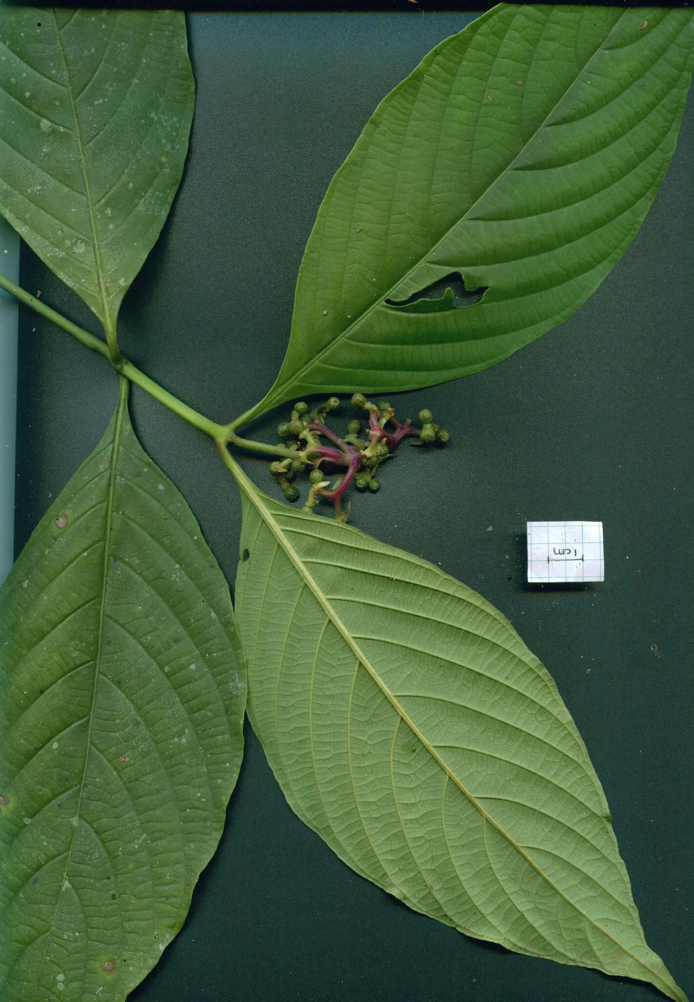 Image of wild coffee