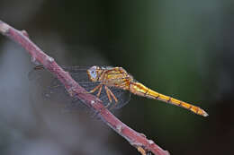 Image of Orthetrum azureum (Rambur 1842)