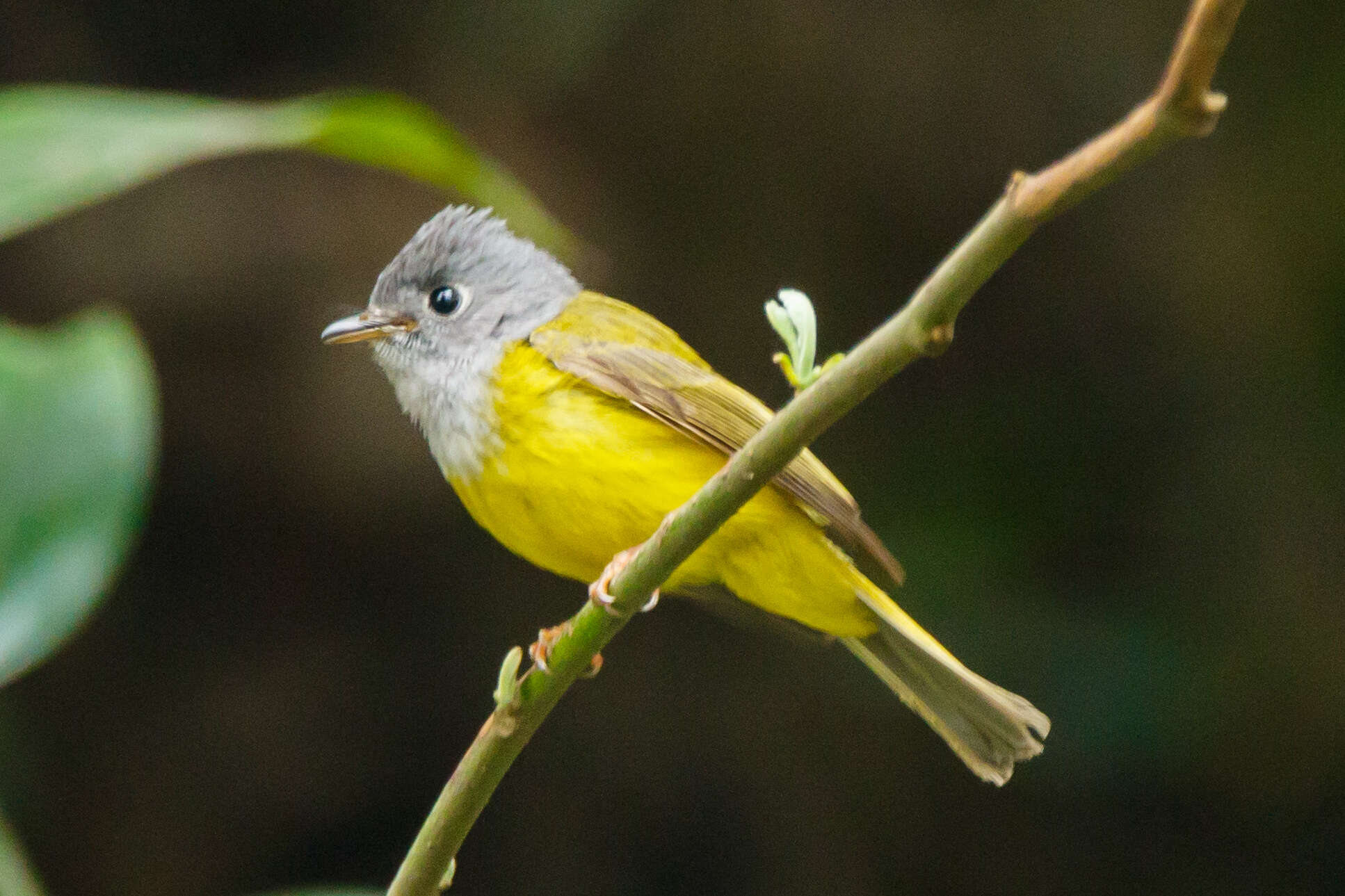 Image of Canary-flycatcher