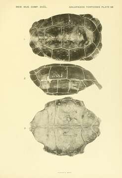 Image of Chelonoidis microphyes (Günther 1875)