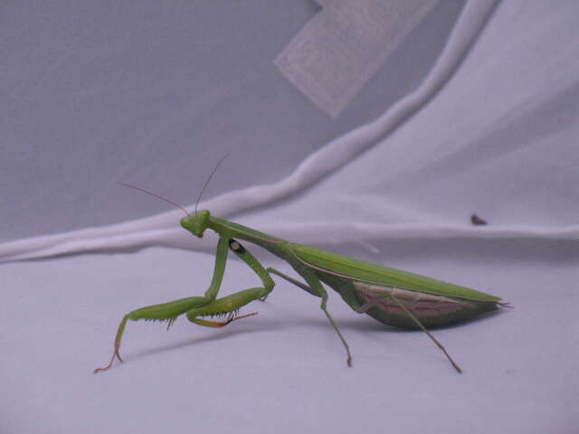 Image of Mantis