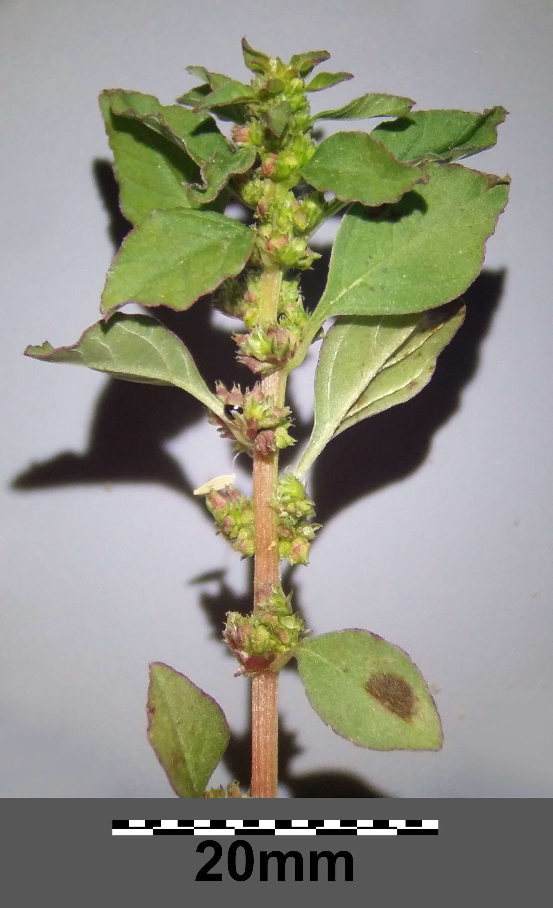 Image of Mediterranean Amaranth