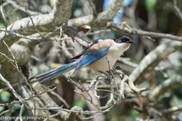 Image of Iberian Magpie