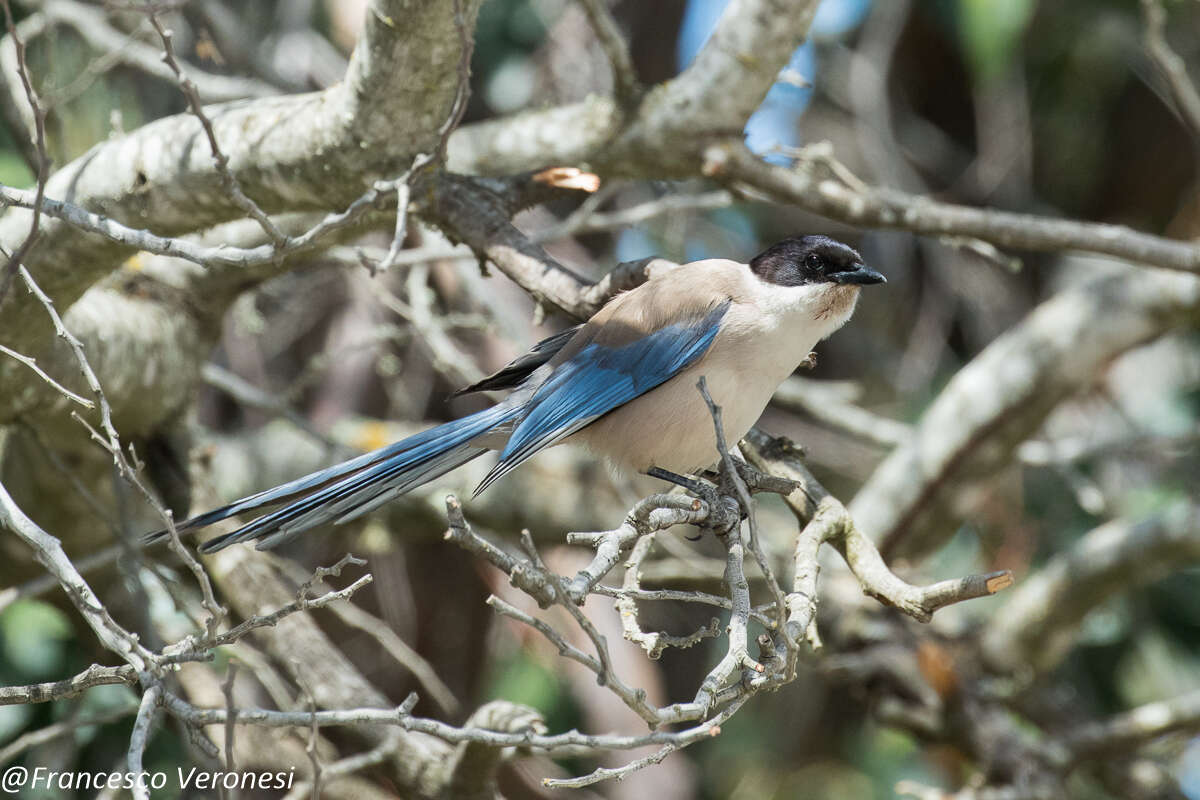 Image of Iberian Magpie