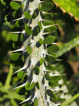 Image of Madagascan ocotillo