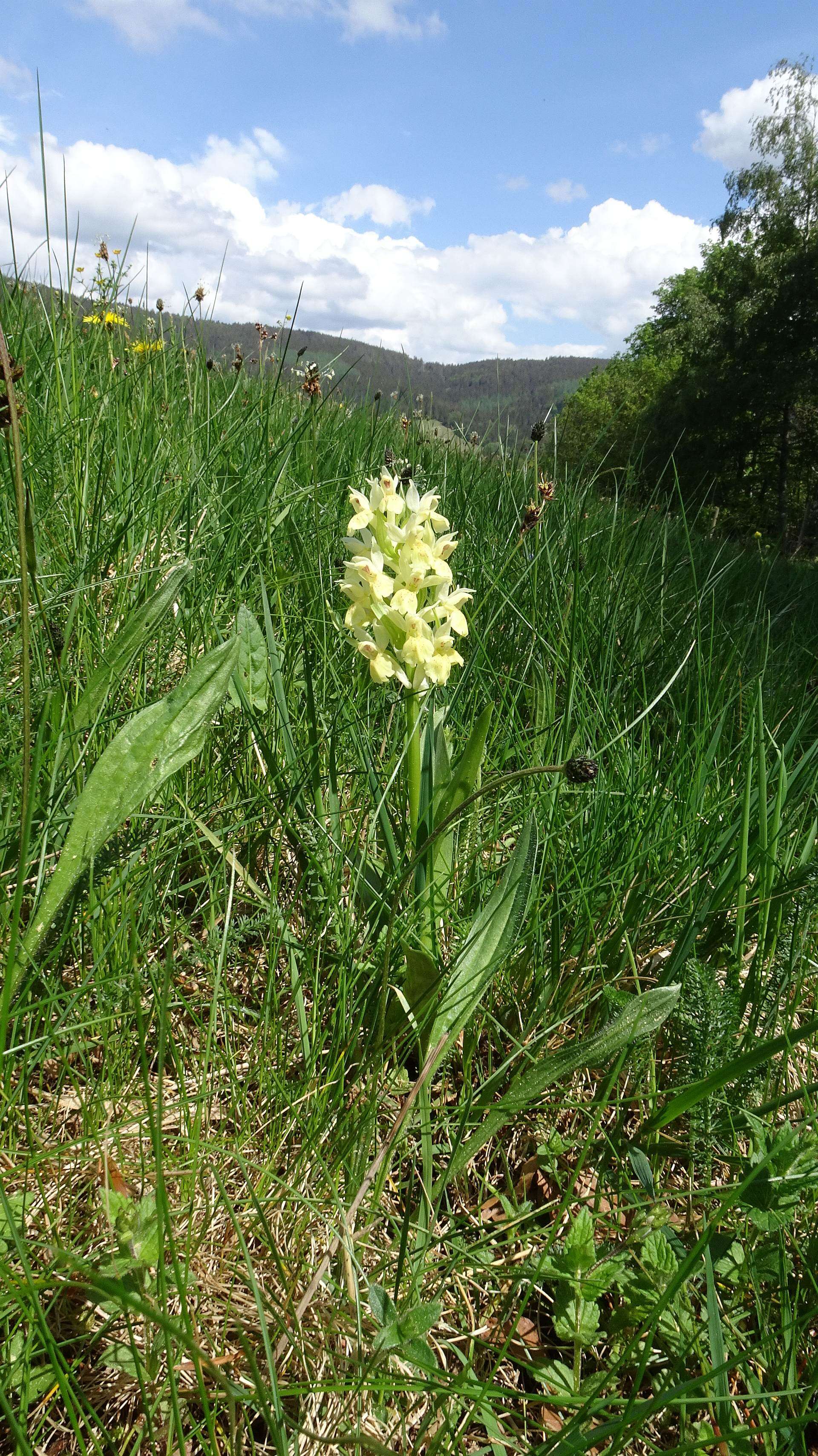 Image of Elder-flowered orchid