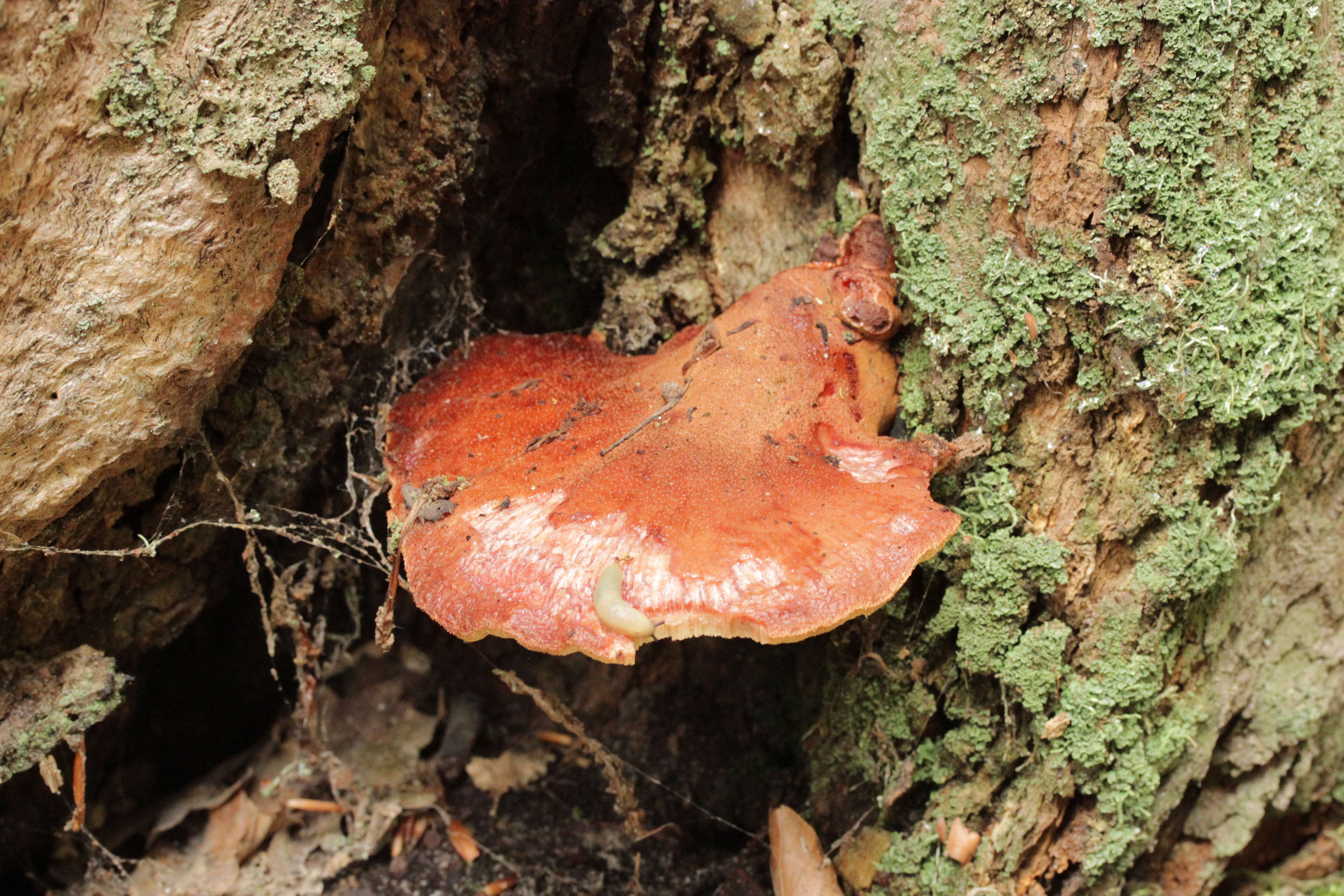 Image of Fistulinaceae