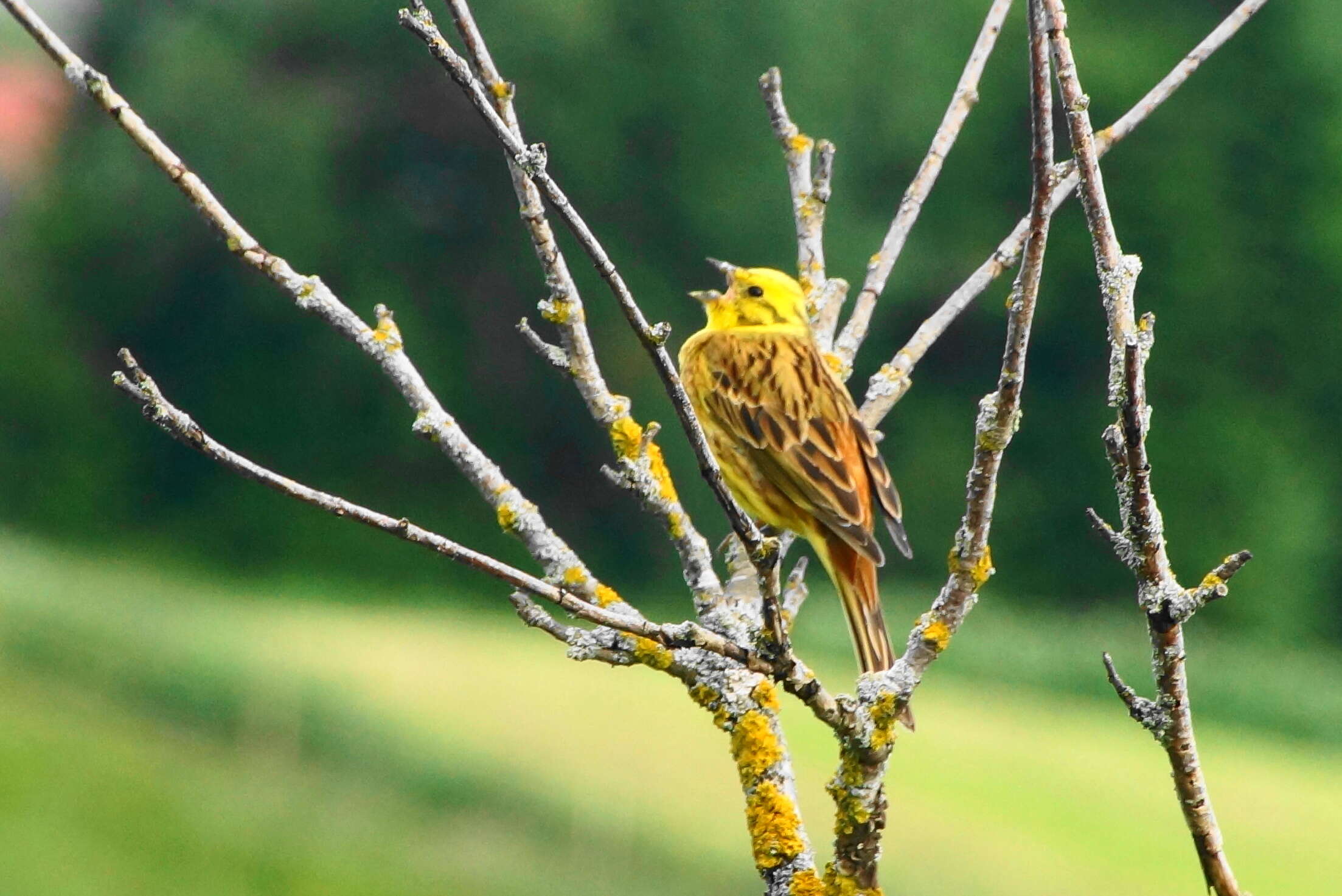 Image of Yellowhammer