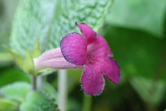 Imagem de Nautilocalyx melittifolius (L.) Wiehler