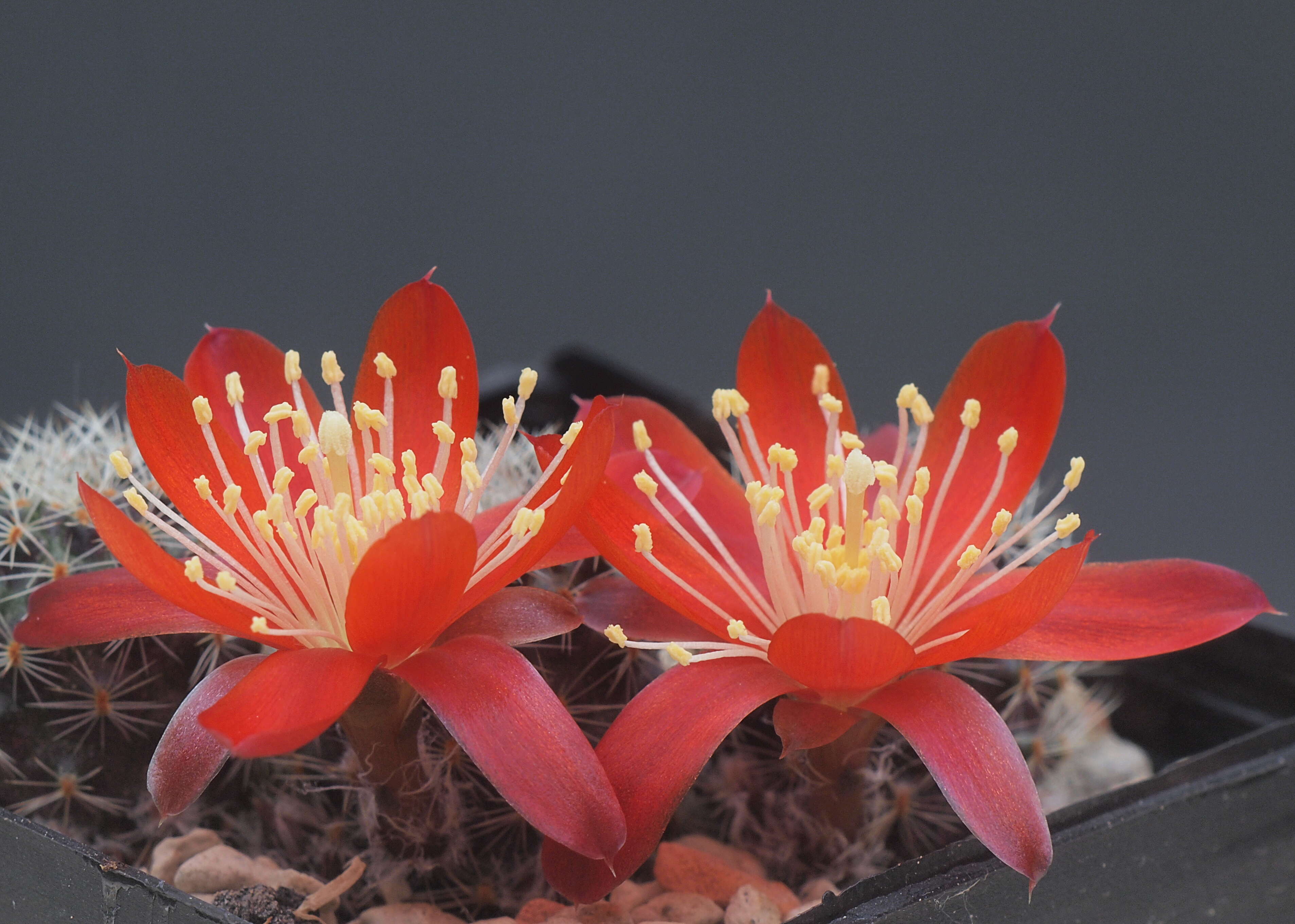 Image of Rebutia pulvinosa F. Ritter & Buining