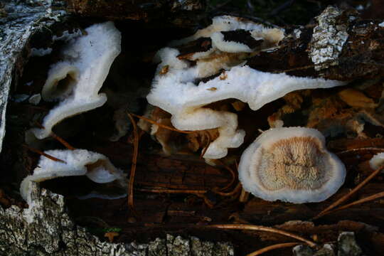 Image of Phlebia tremellosa (Schrad.) Nakasone & Burds. 1984