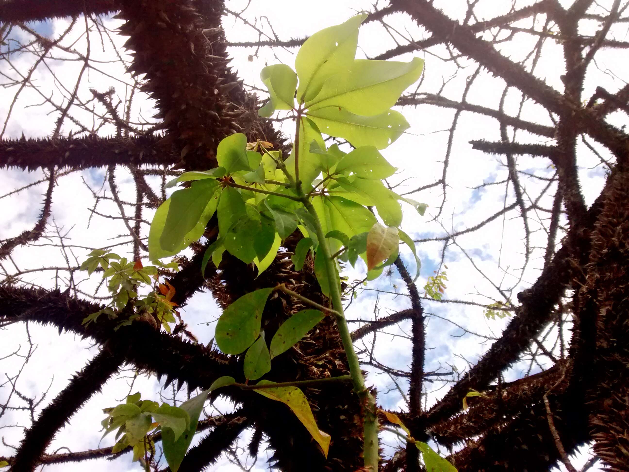 Image of ceiba