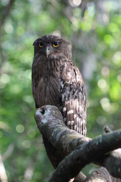 Image of Brown Fish Owl