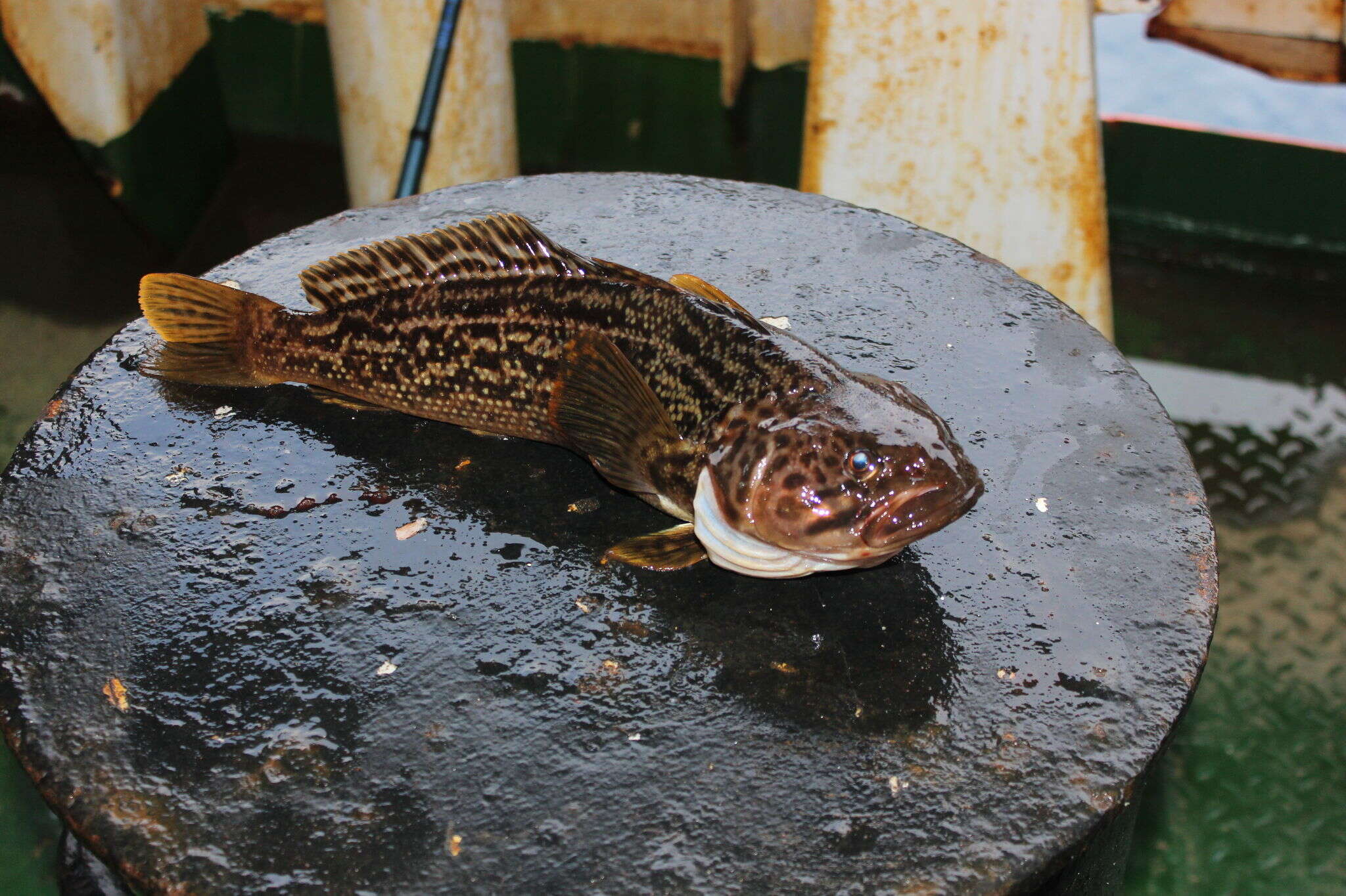 Image of Humped rockcod
