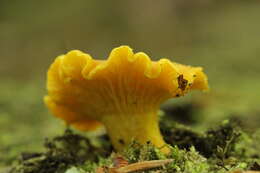 Image of Chanterelle