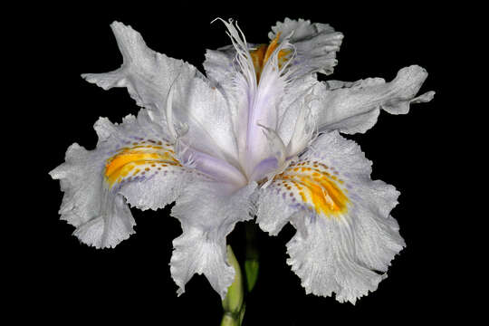 Plancia ëd Iris japonica Thunb.