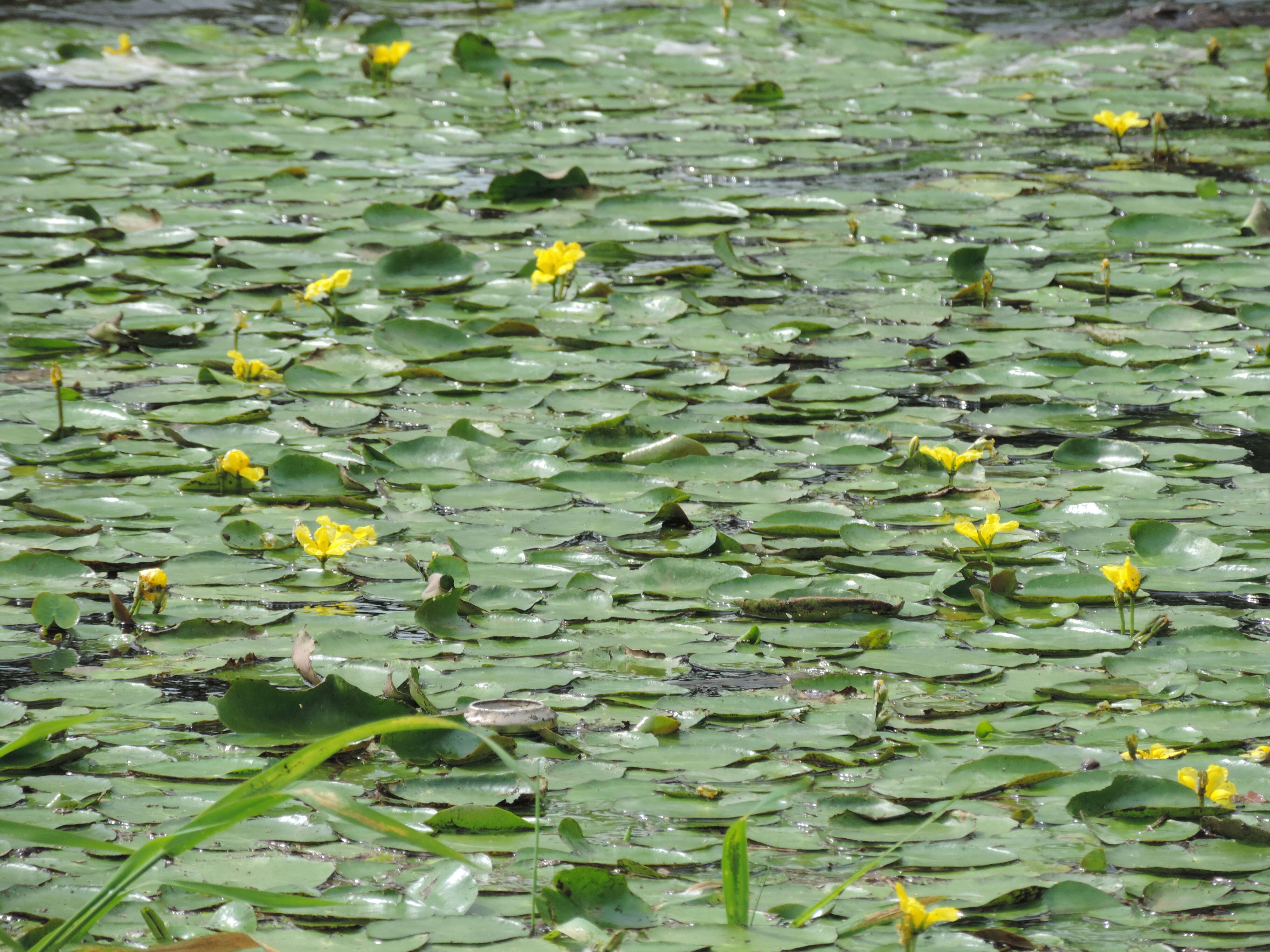 Image of yellow floatingheart