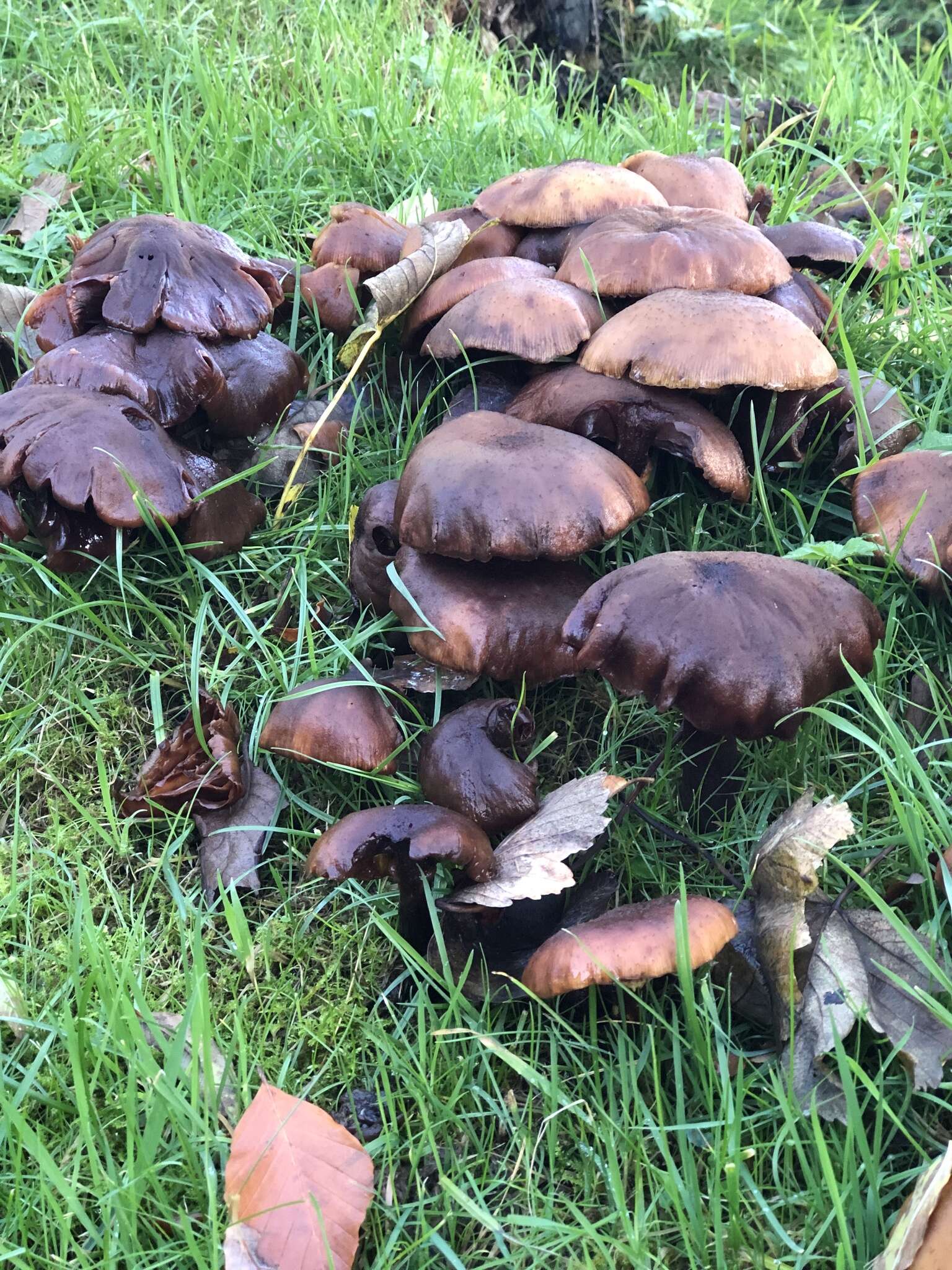 Image of Honey Fungus