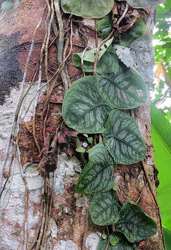 Image of Monstera dubia (Kunth) Engl. & K. Krause