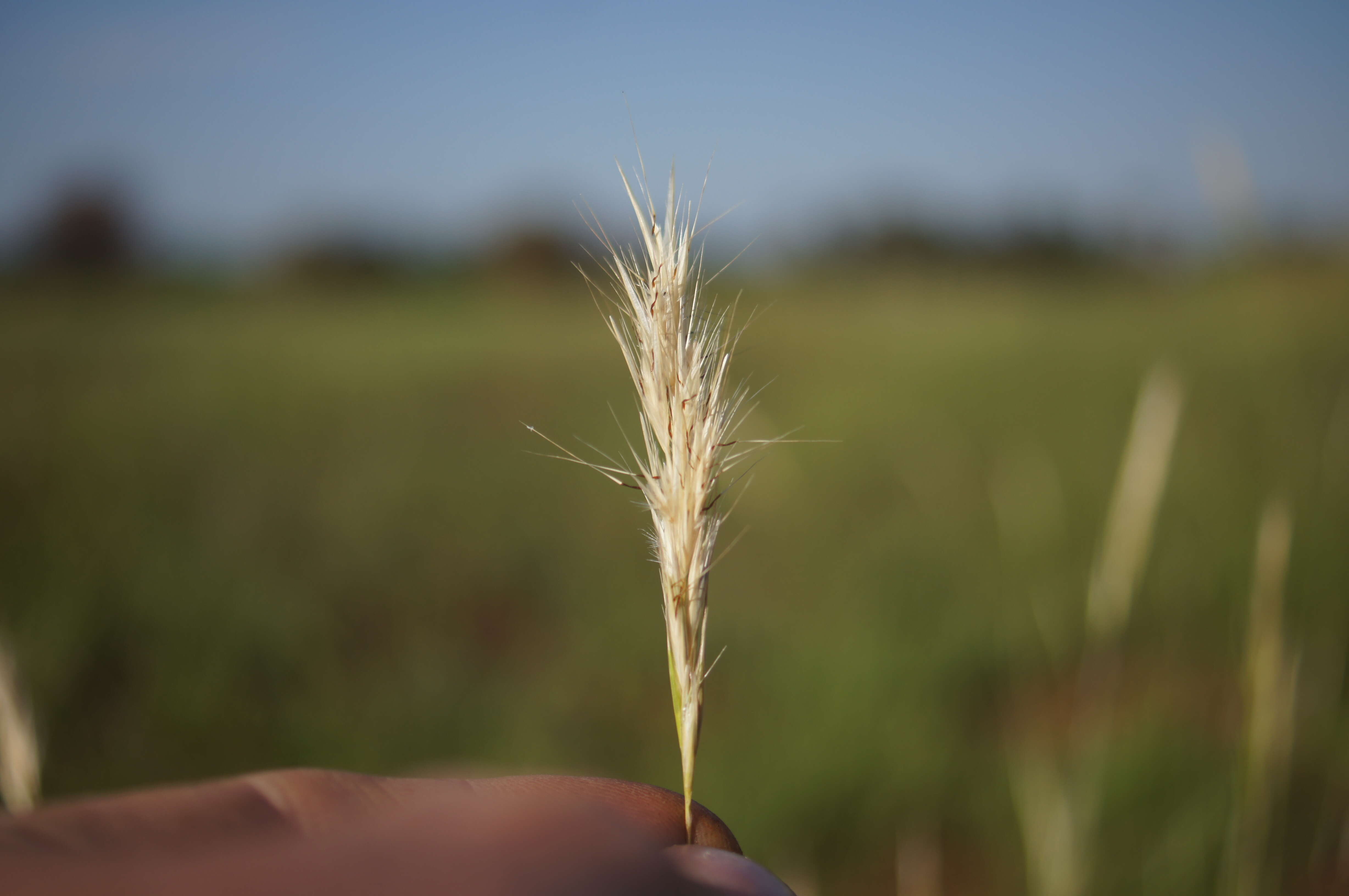 صورة Rytidosperma caespitosum (Gaudich.) Connor & Edgar