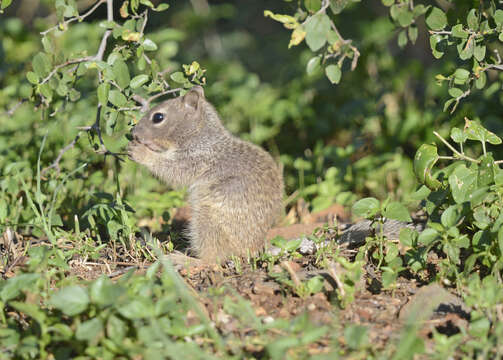 Image of Otospermophilus Brandt 1844