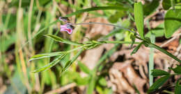 Image of spring pea