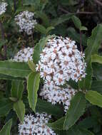 Olearia ilicifolia Hook. fil. resmi