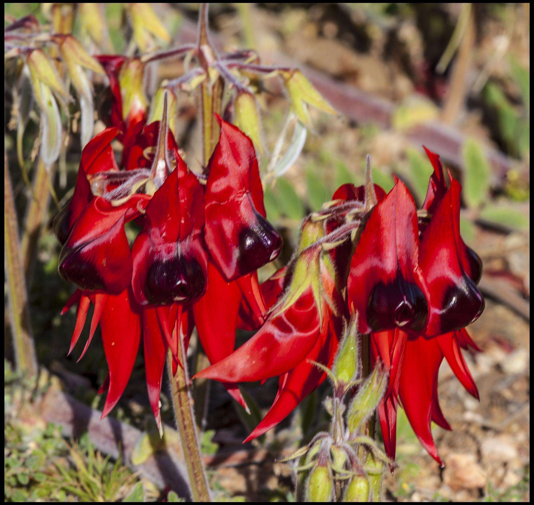 Plancia ëd Swainsona formosa (G. Don) J. Thompson