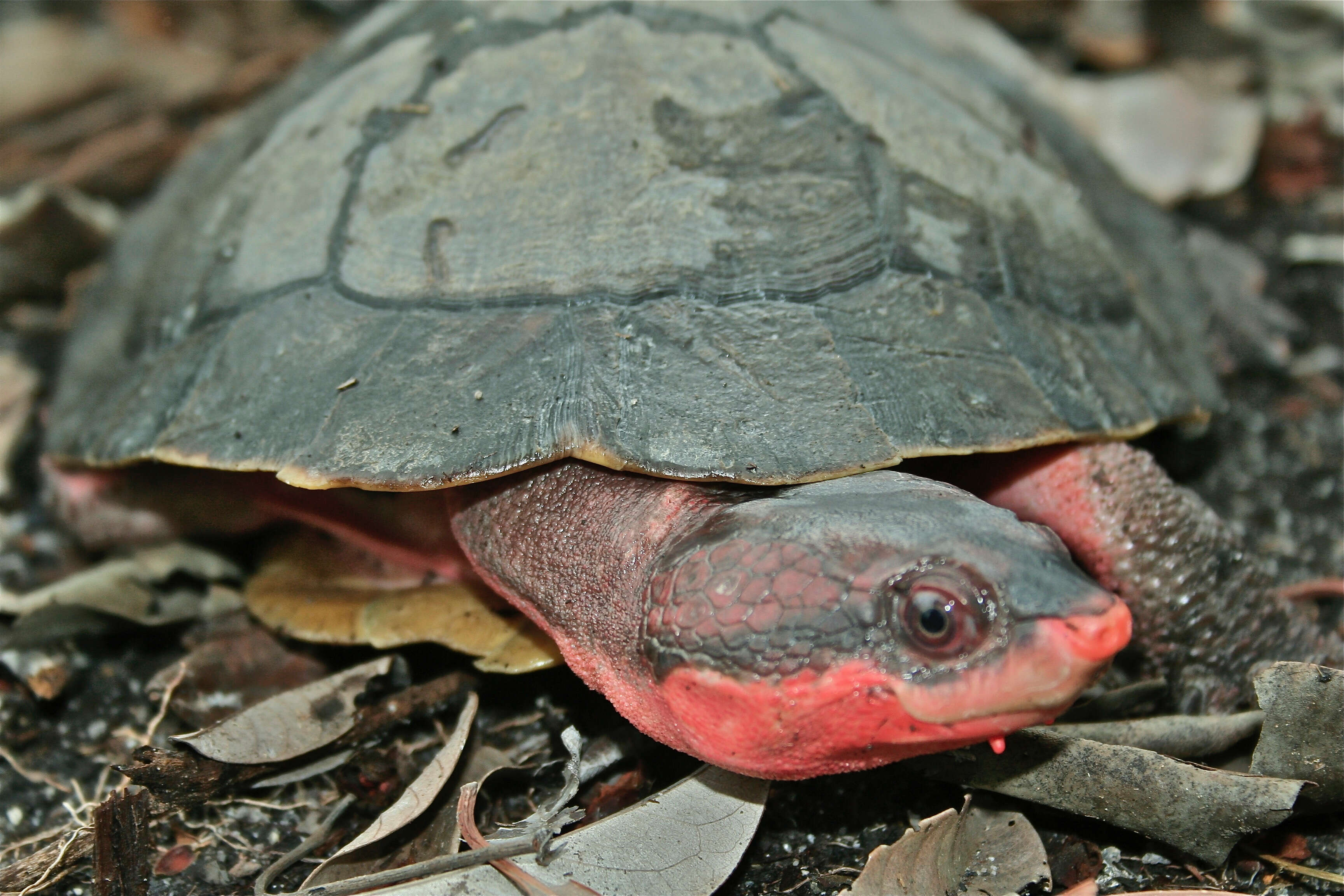 Image of Austro-South American side-necked turtles