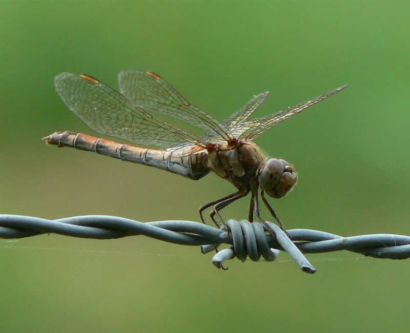 Image of Common Darter