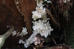 Image of Bear's head