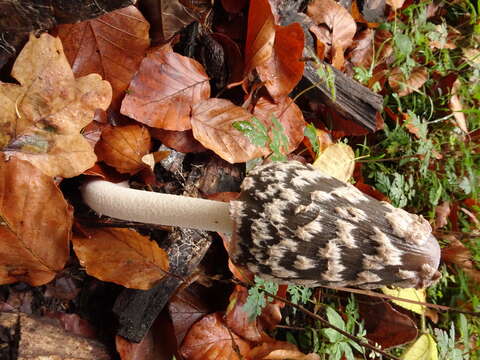 Imagem de Coprinopsis picacea (Bull.) Redhead, Vilgalys & Moncalvo 2001