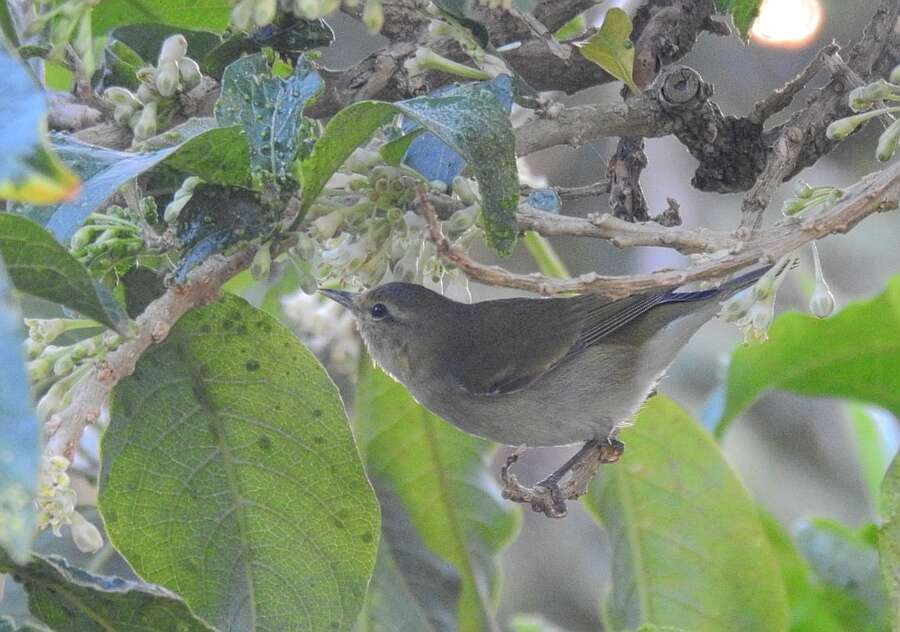 Image of Tennessee Warbler