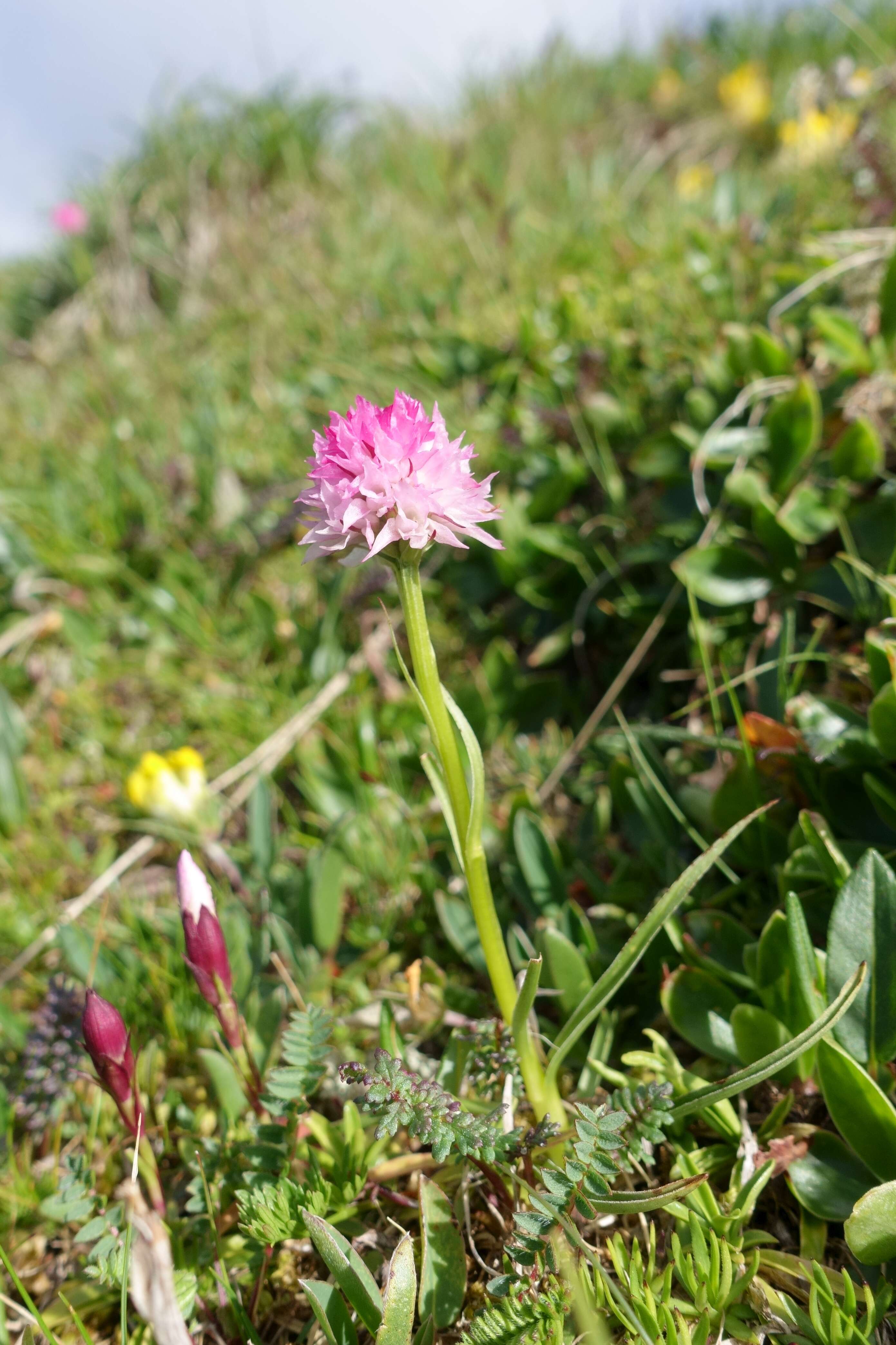 Image of Gymnadenia widderi (Teppner & E. Klein) Teppner & E. Klein