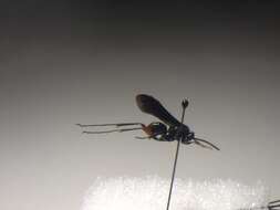 صورة Ceropales bipunctata