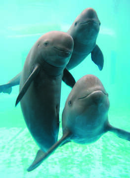 Image of Finless Porpoise