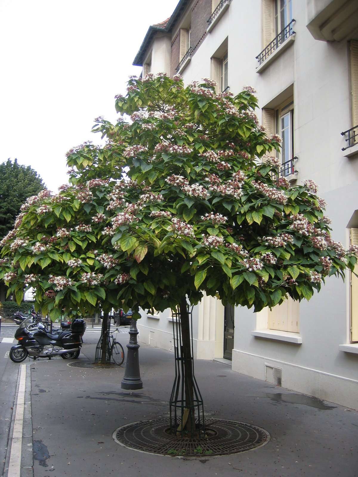 Imagem de Clerodendrum trichotomum Thunb.