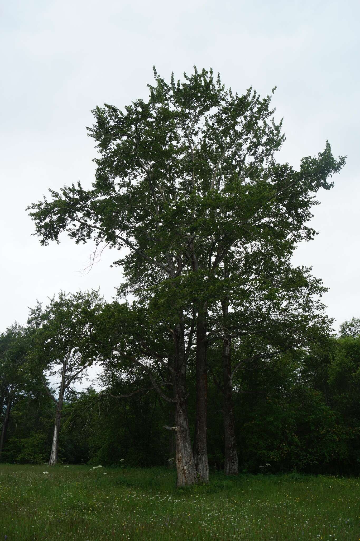 Image of Populus suaveolens Fisch.