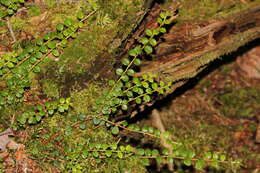 Image of creeping snowberry