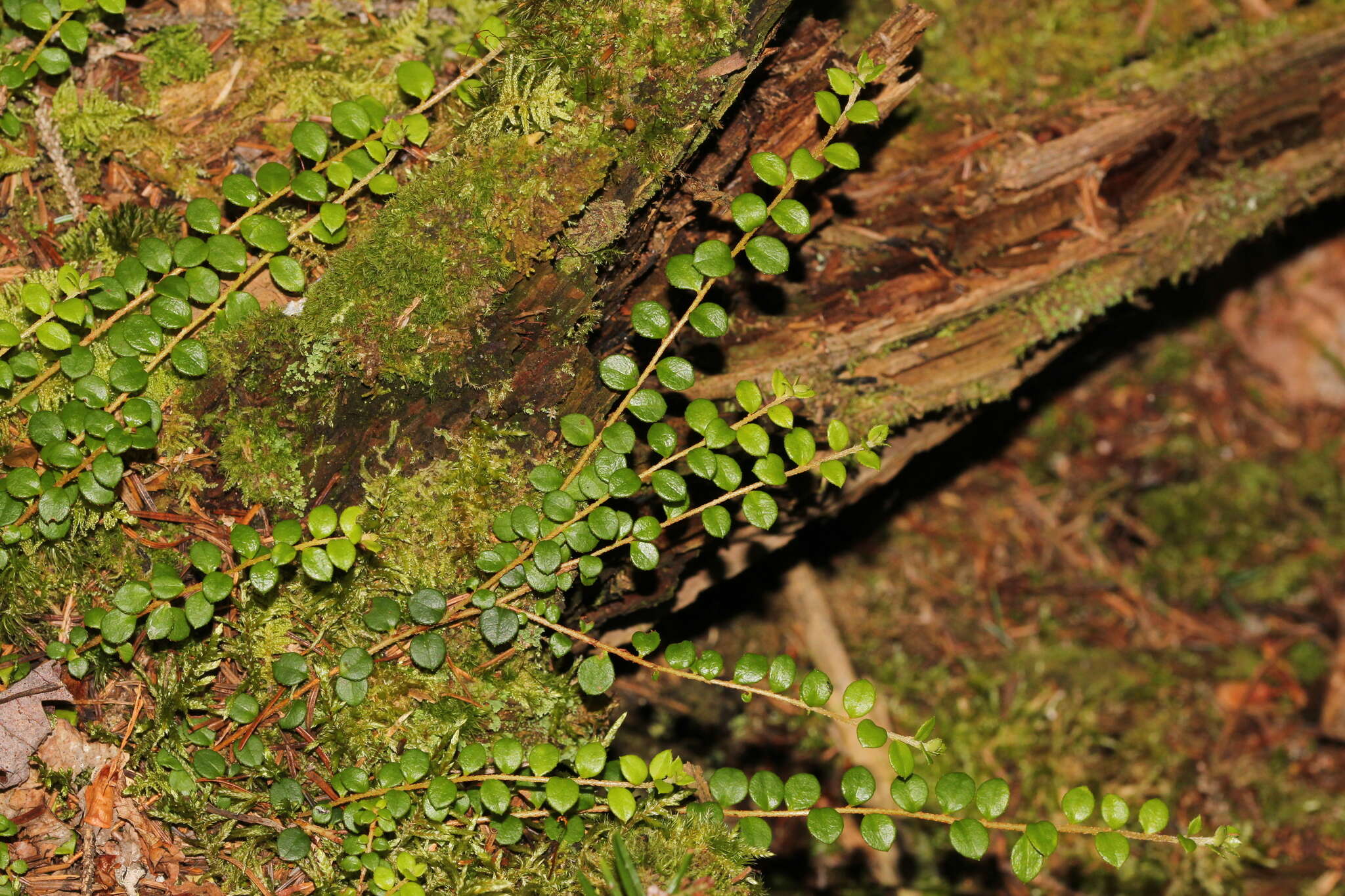 Image of creeping snowberry