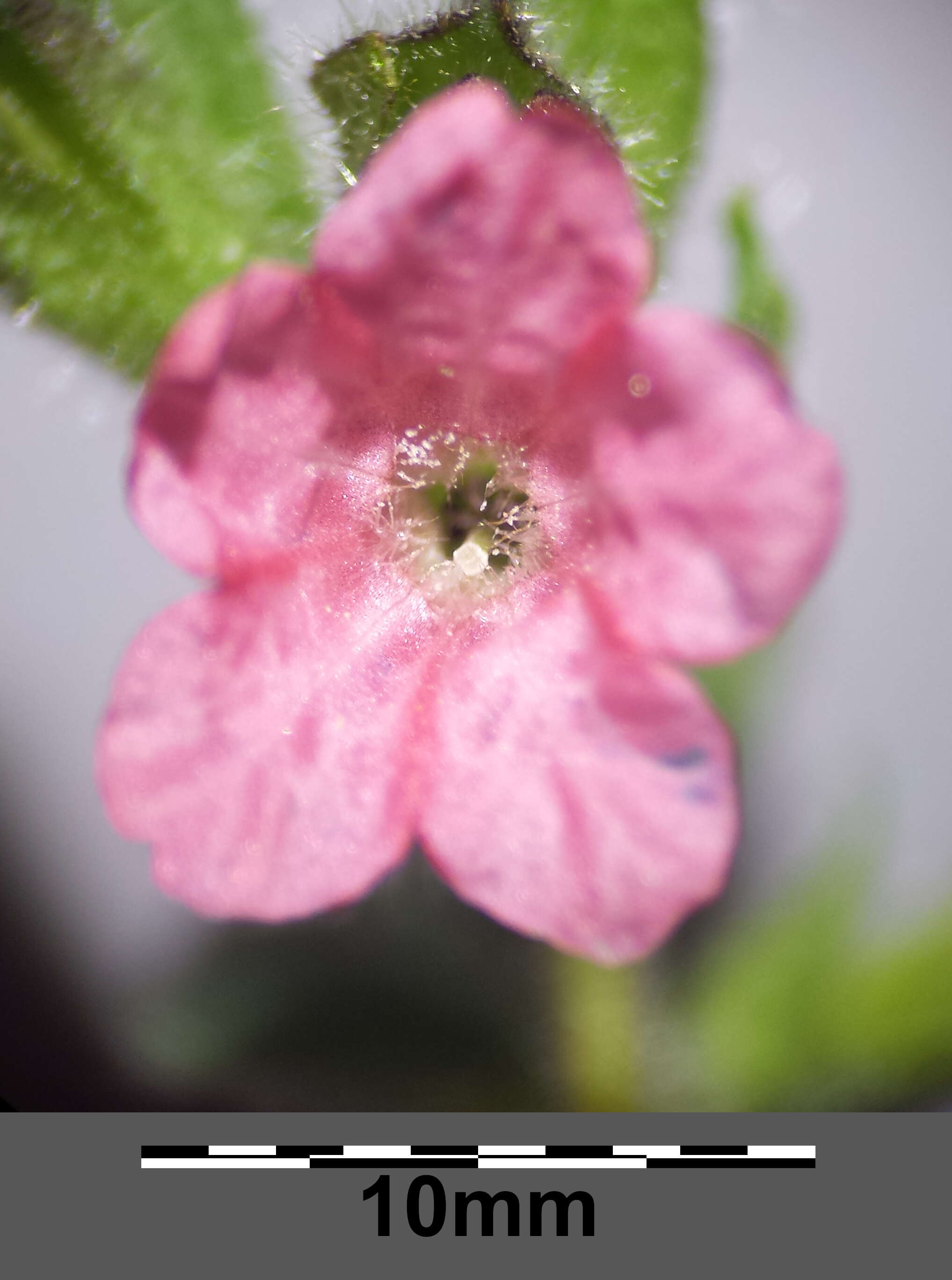 Image of Lungwort