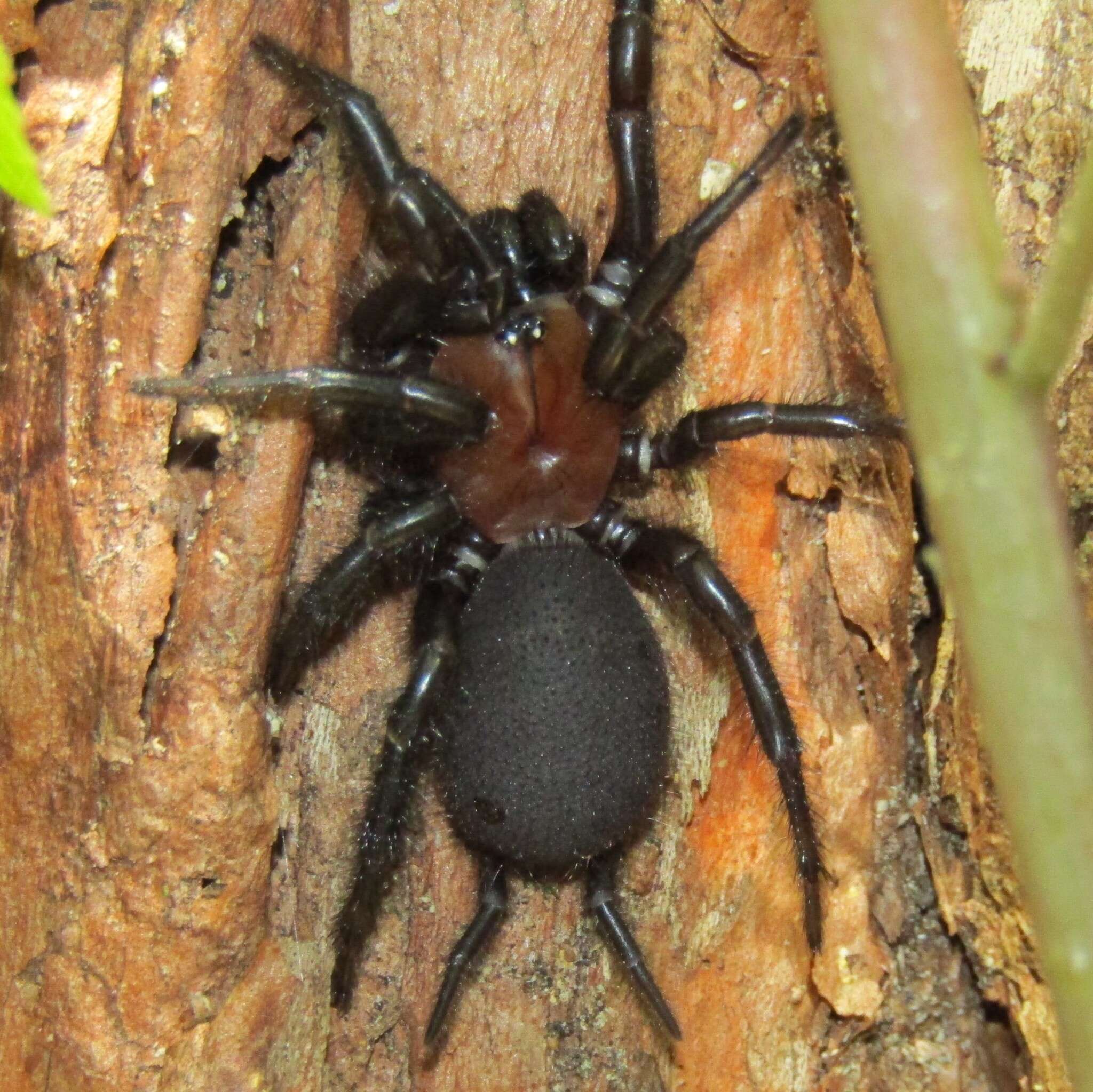 Image of Black tunnelweb