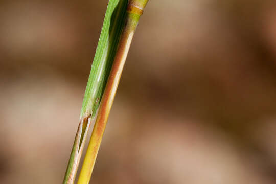 Imagem de Schizachyrium scoparium (Michx.) Nash