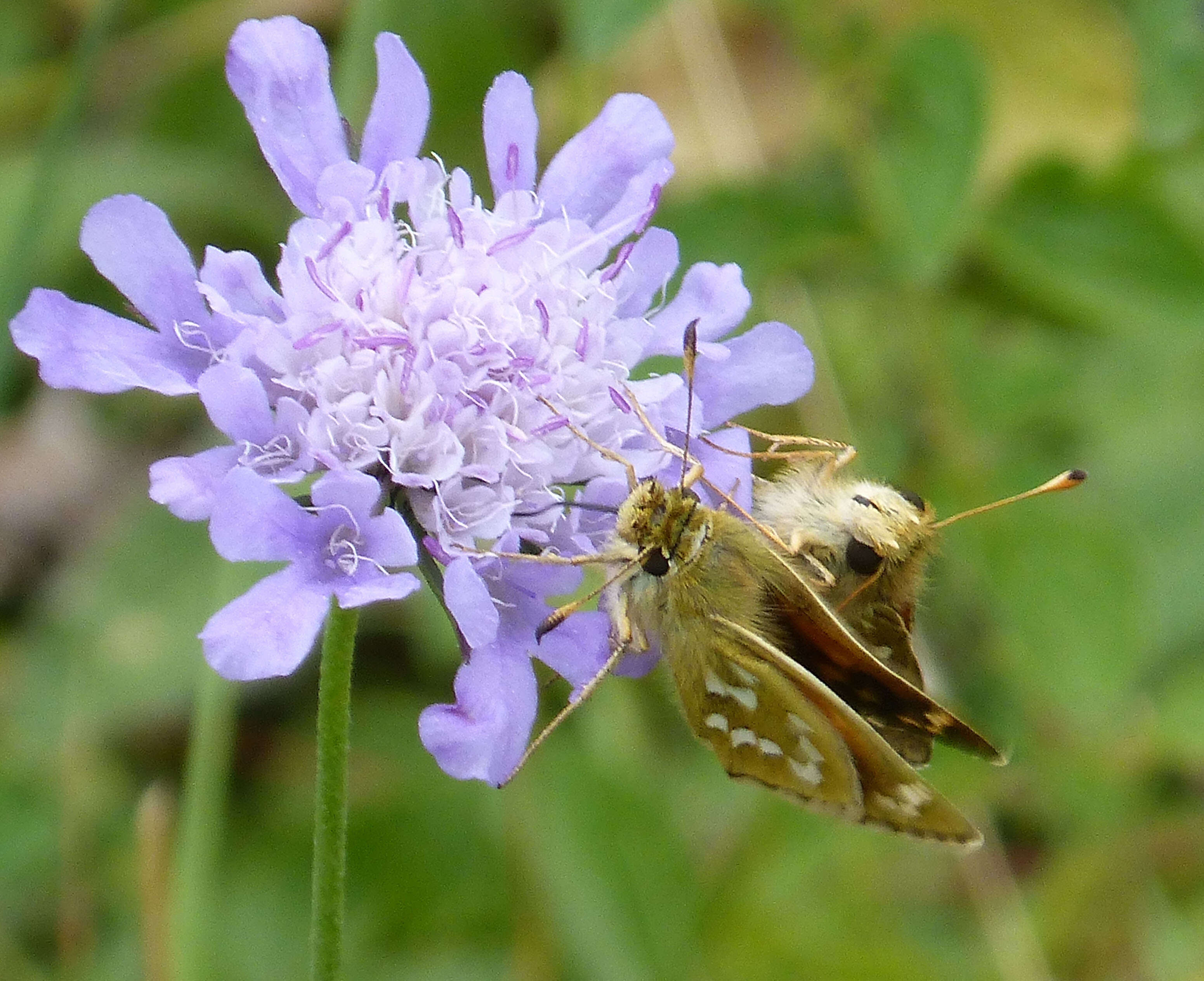 Image of Common Branded Skipper