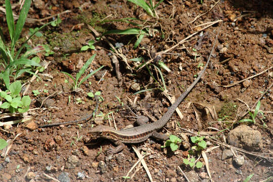 Image of Ameiva fuscata