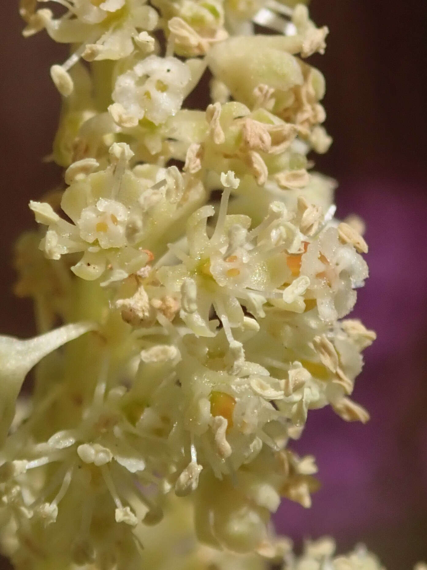 Image of garden rhubarb